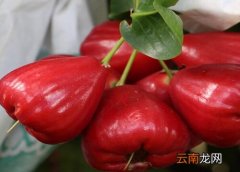 莲雾几月份成熟采摘与 莲雾几月份成熟上市