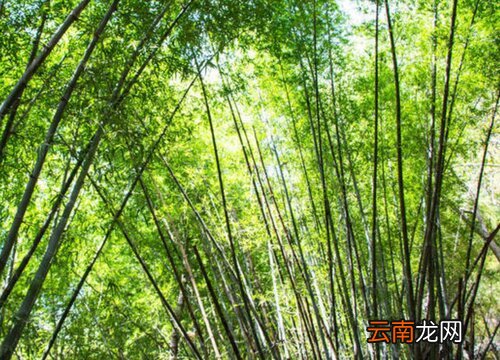 毛竹是什么植物