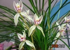 兰花的花期是什么时候 花期是什么时间