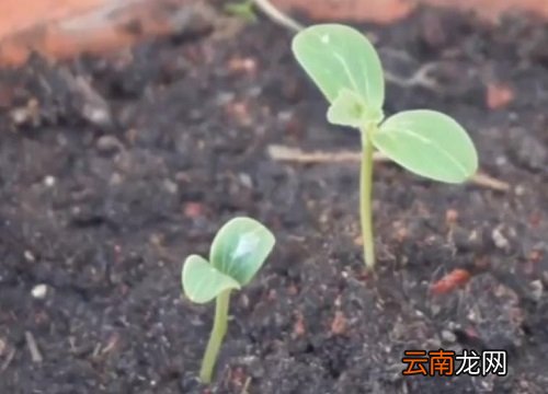沙质土适合种什么植物 沙质土适合种什么庄稼