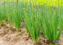 葱长什么样子