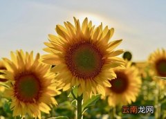 产后送什么花合适 给产后妈妈送什么花
