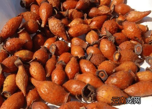 金樱子是什么植物的种子 金樱子是什么植物的种子