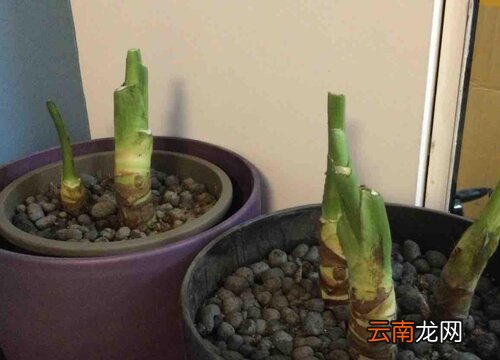 和滴水观音很像的植物 和滴水观音很像的植物叶子不像颈特像