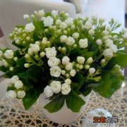 这些花7月不修剪，后悔一整年！