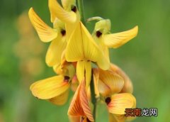 猪屎菜又叫什么菜