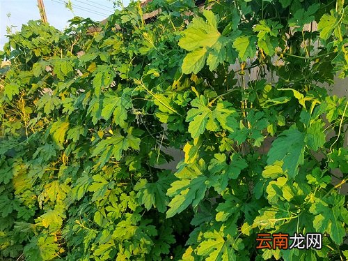 苦瓜病虫害防治技术 苦瓜病虫害防治图解