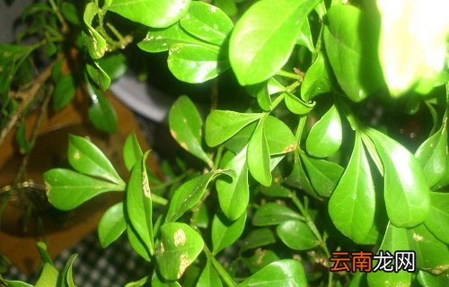 米兰介壳虫用什么药管用 打介壳虫用什么药最好