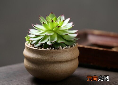 观音莲夏季怎么养 观音莲夏季可以养在室内