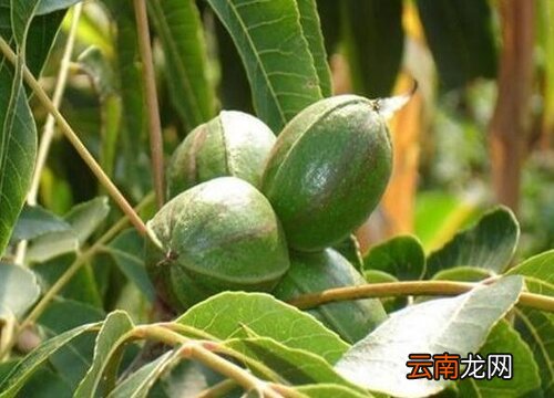 核桃原产地在哪里 宫灯核桃原产地