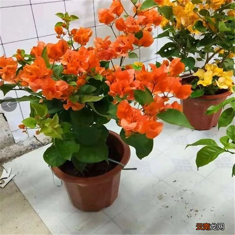 这13种三角梅被称“开花机器”，不断爆花，停不下来！