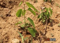樱桃树不结果怎么办 樱桃树怎么才能结果