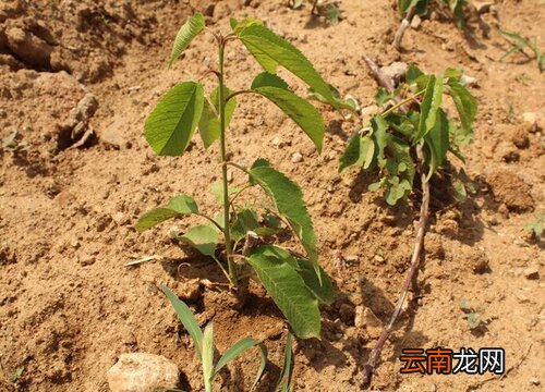 樱桃树不结果怎么办 樱桃树怎么才能结果