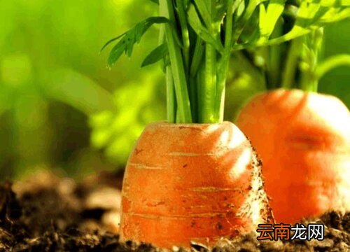 红萝卜是碳水化合物吗 红萝卜是碳水吗