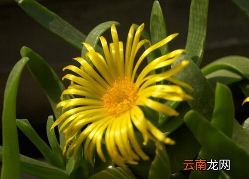 佛手掌叶子烂了怎么办 佛手掌叶子烂了怎么办