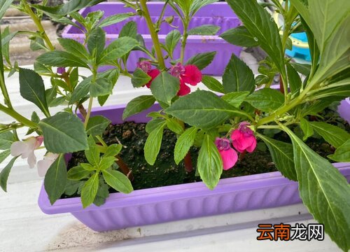 凤仙花是草本还是木本 凤仙花是木本还是草本