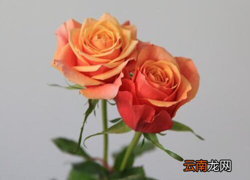 欧月什么品种最好 什么西瓜品种最好吃