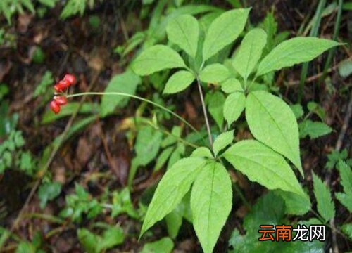 野山参长什么样子 野山参一般长在什么地方