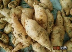 地黄长什么样子