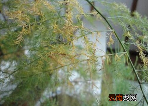 文竹黄叶是怎么回事 文竹黄叶是怎么回事