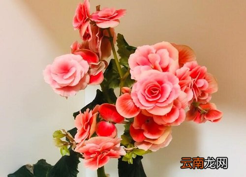 海棠花在室内养有毒吗 海棠花在室内养有毒吗