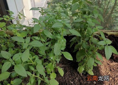 芥菜有苦味能吃吗