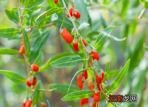 枸杞几月份成熟