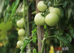 西红柿几月份成熟 大地西红柿几月份成熟