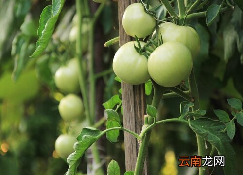西红柿几月份成熟 大地西红柿几月份成熟