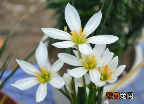 风雨兰花期是什么时候 风雨兰哪个品种花期长