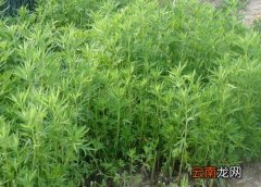藜蒿什么季节吃最好 藜蒿吃了有什么好处