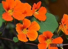 旱金莲怎么度夏安全