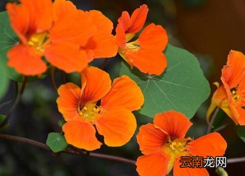 旱金莲怎么度夏安全