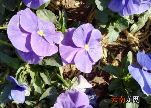 海棠花有毒吗