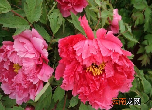 牡丹花有毒吗
