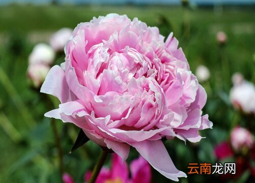 牡丹花有毒吗