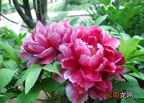 牡丹花有毒吗