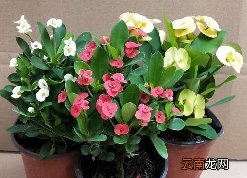 虎刺梅有毒吗