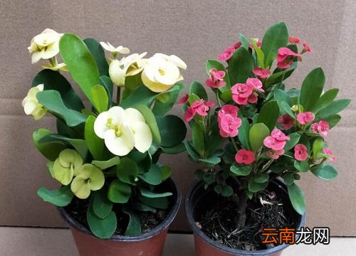 虎刺梅有毒吗