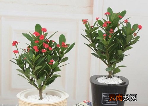 虎刺梅有毒吗