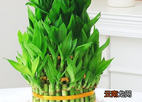 富贵竹吸甲醛吗