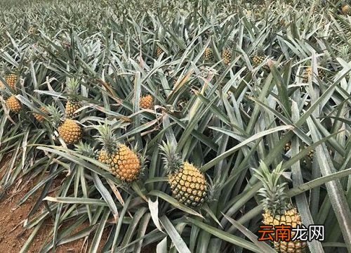 菠萝生长在什么地方 菠萝生长在什么地方
