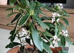 瑞香花一年开几次花 瑞香花一年开几次花?