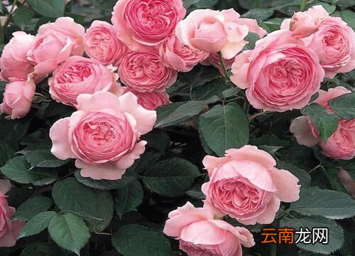 杰夫月季是藤本还是灌木
