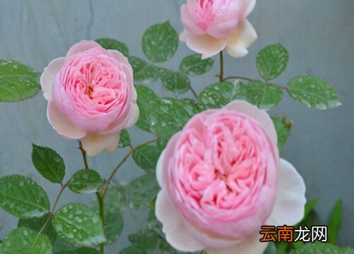 杰夫月季是藤本还是灌木