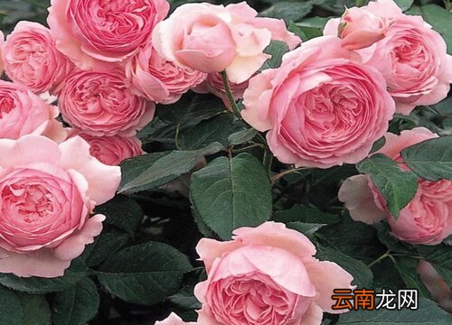 杰夫月季是藤本还是灌木