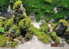 苔藓是植物吗