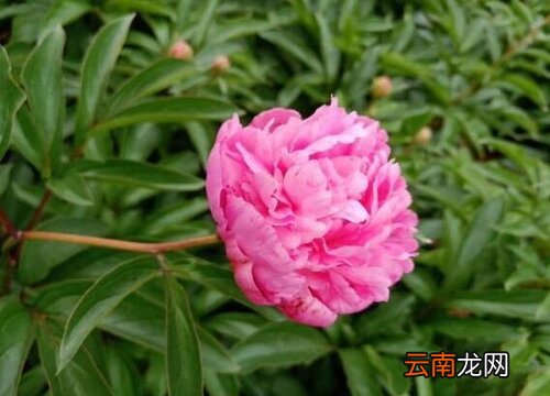 家里种芍药风水好吗 风水上家里客厅放芍药可以吗