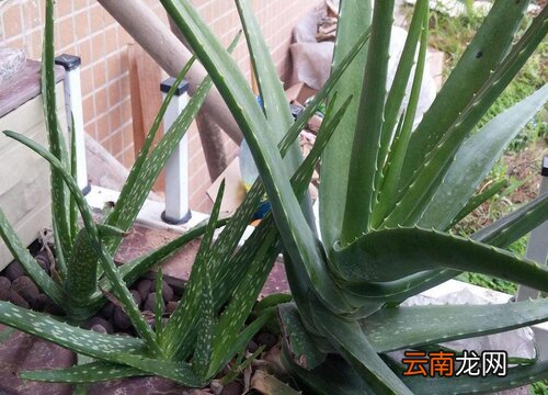 长方形花盆适合种什么植物