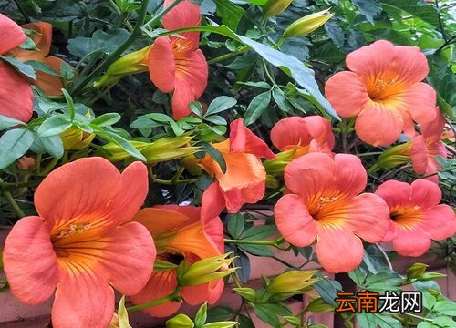 凌霄花什么季节开花